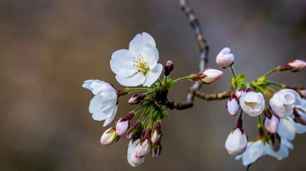 怎么去爱老婆-让妻子幸福的方法