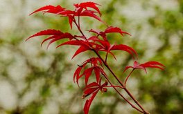 结婚意愿真实度测试