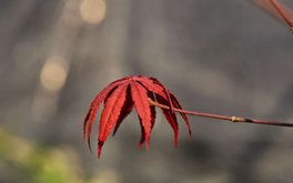交友主动性测试