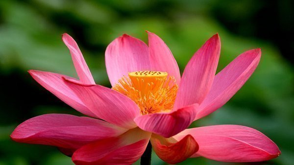 原生家庭影响_摆脱原生家庭伤害