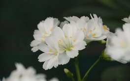 暗恋探测：TA 是否也喜欢你？