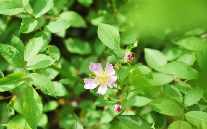 孩子叛逆、伴侣冷漠,停止做“全家的太阳”,家才会有光