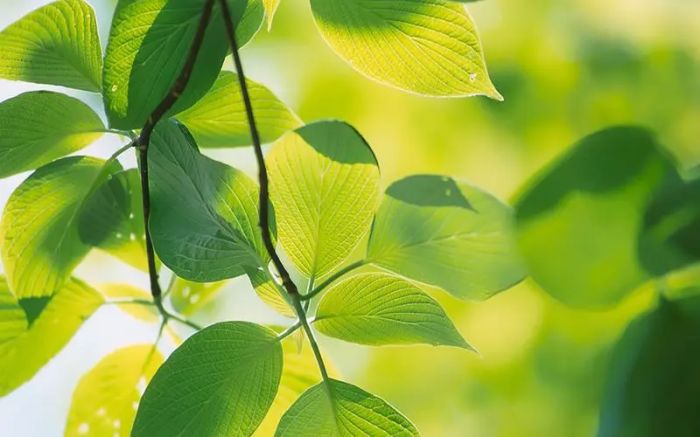 在家庭关系中,婚姻与家庭:谁是根,谁是果?