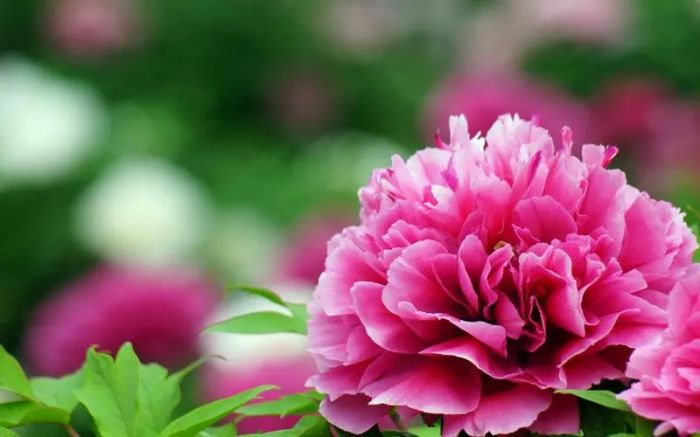 难以释怀的委屈，阻碍了我们获取快乐，必须找到迈过心坎的方法