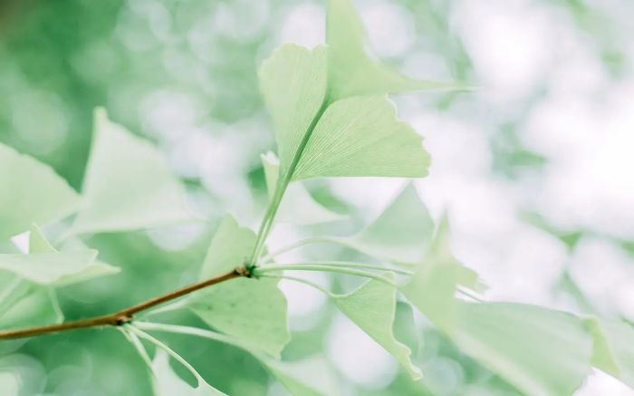 女朋友态度坚决要分手,还有机会挽回吗?