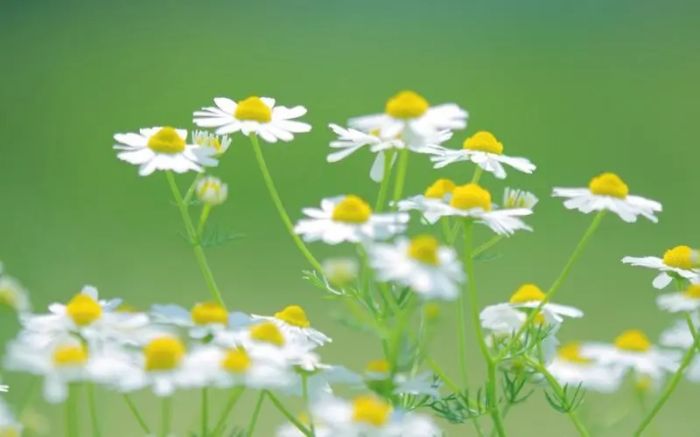 二次吸引挽回成功的关键：不是技巧，是自我建设