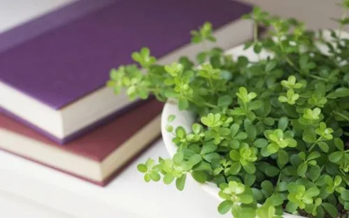 遇人不淑交友不慎:不是你眼光差,是你心里有个缺口