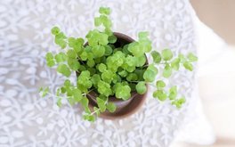 暗恋放下难度测试