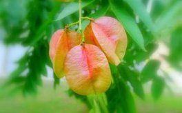 归属感焦虑测试