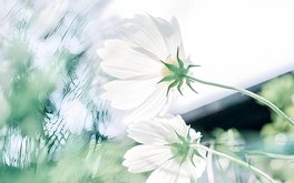 婚姻背叛创伤程度
