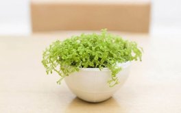 生活幸福感测试